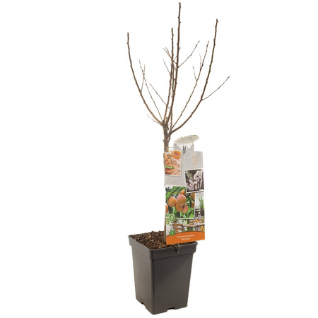 Prunus armenica 'Abrikoos'
