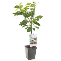 Prunus av. Regina patiofruit vp5 - afbeelding 2