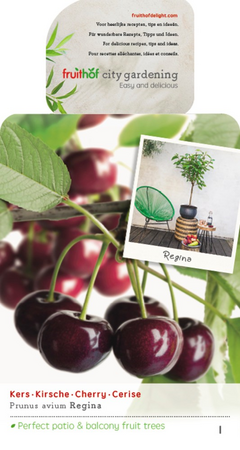 Prunus av. Regina patiofruit vp5 - afbeelding 1