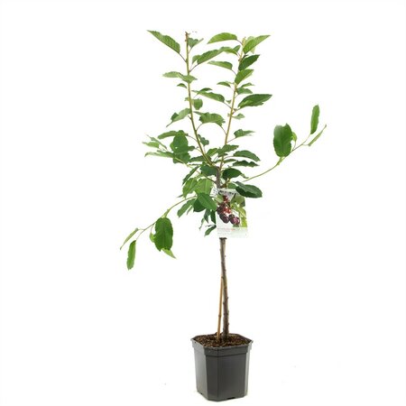 Prunus av Regina WT P24