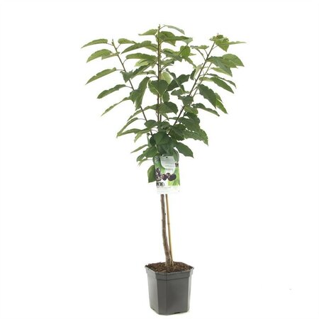Prunus av Sunburst WT P24