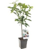 Prunus avium Lapins patio vp5 - afbeelding 2