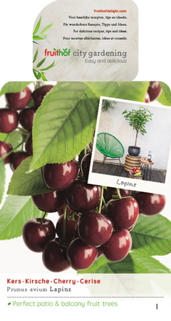 Prunus avium Lapins patio vp5 - afbeelding 1