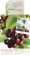 Prunus avium Lapins patio vp5