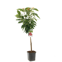 Prunus avium Stellastruik p24 - afbeelding 2