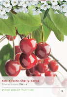 Prunus avium Stellastruik p24