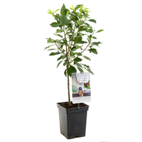 Prunus cer. Morel  patiofruit vp5 - afbeelding 2