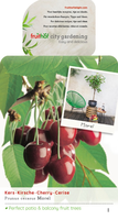 Prunus cer. Morel patiofruit vp5