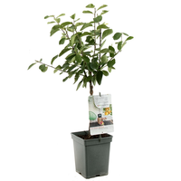 Prunus d. 'Mirabelle de Nancy' - afbeelding 2