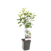 Prunus d. 'Mirabelle de Nancy' - afbeelding 3
