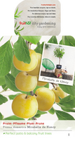 Prunus d. 'Mirabelle de Nancy'