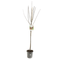 Prunus d. 'Opal' - afbeelding 2