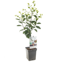 Prunus d. 'Opal' - afbeelding 2