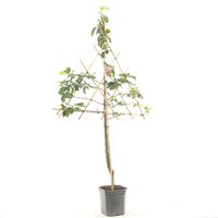 Prunus d. 'Opal' - afbeelding 3