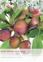 Prunus d. 'Opal'