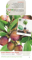 Prunus d. 'Opal'