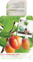 Prunus d. 'Victoria'