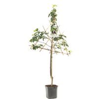 Prunus dom Hauszwetsche leivorm P24 - afbeelding 2