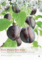 Prunus dom Hauszwetsche leivorm P24