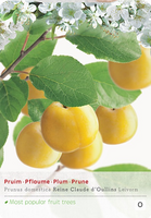 Prunus dom. Reine cl. dOullins p24 - afbeelding 1