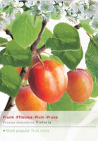 Prunus dom. Victoria p27 h120cm - afbeelding 1