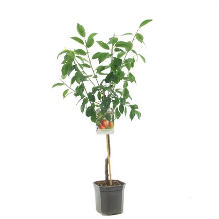 Prunus dom Victoria WT p24