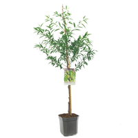 Prunus dulcis - afbeelding 2