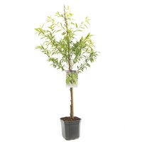 Prunus dulcis - afbeelding 3