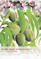 Prunus dulcis