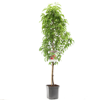 Prunus p.Nucip.platte nectarine p24 - afbeelding 2