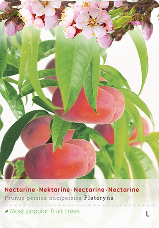 Prunus p.Nucip.platte nectarine p24 - afbeelding 1