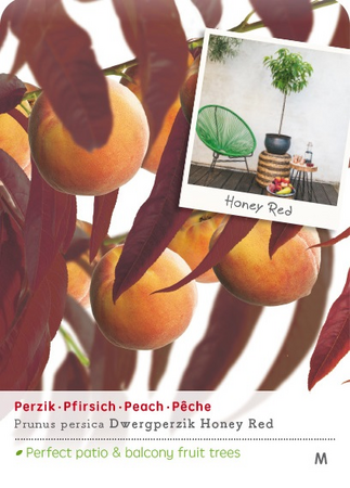 Prunus persica 'Honey Red' - afbeelding 1
