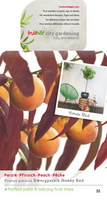 Prunus persica 'Honey Red' - afbeelding 2