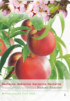 Prunus Persica Nucip. p24