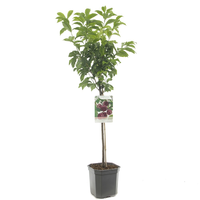 Prunus Pluot Dapple Dandy p24 - afbeelding 2