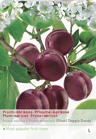 Prunus Pluot Dapple Dandy p24 - afbeelding 1