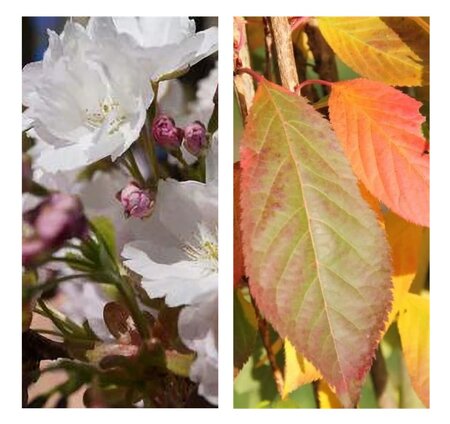 Prunus serr. 'Amanogawa'
