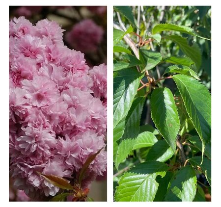 Prunus serr. 'Kiku-shidare-zakura'