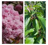 Prunus serr. 'Kiku-shidare-zakura'
