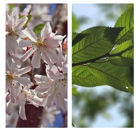 Prunus subh. 'Autumnalis Rosea'