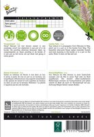 Ptilotus. vossenstaart joey 5zdn - afbeelding 2