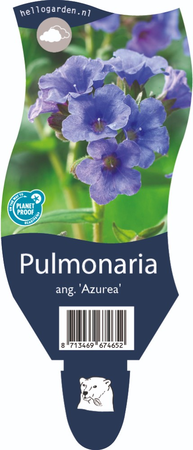 Pulmonaria ang. 'Azurea'