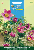 Pulsatilla anemone vulgaris 0.1gram - afbeelding 4