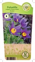 Pulsatilla vul. 'Violet Shades'