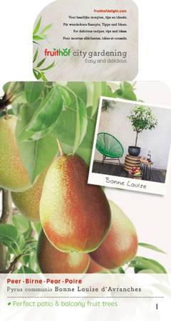 Pyrus Bonne Louise dAvranches P22 - afbeelding 1