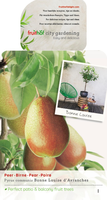 Pyrus Bonne Louise dAvranches P22