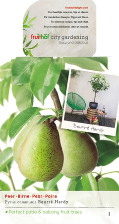 Pyrus c. 'Beurré Hardy' - afbeelding 1