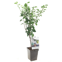 Pyrus c. 'Conference' - afbeelding 2