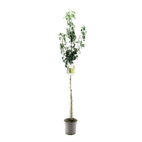 Pyrus c. 'Conference' - afbeelding 2