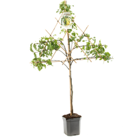 Pyrus c. 'Conference' - afbeelding 2